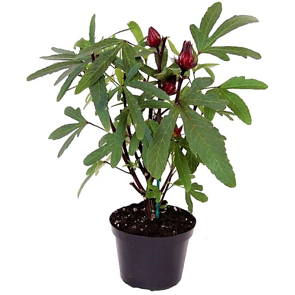 Hibiscus Sabdariffa, Roselle, Karkade - Image 2