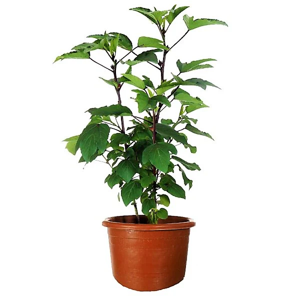 Hibiscus Sabdariffa, Roselle, Karkade - Image 3