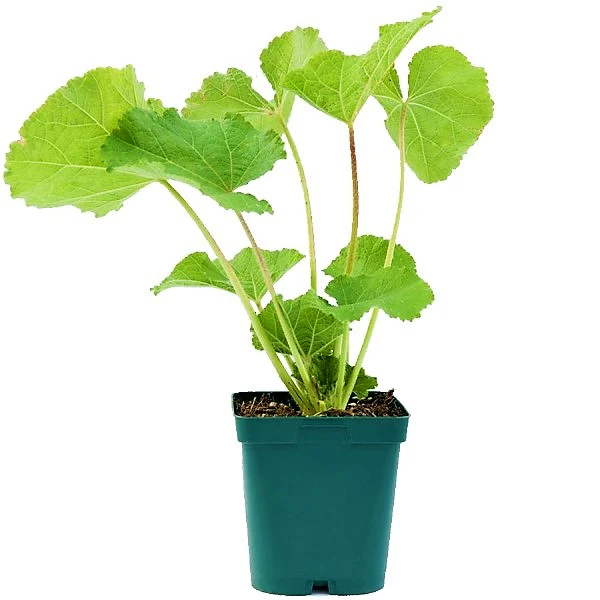 Hollyhocks Flower Plant, Alcea - Image 4