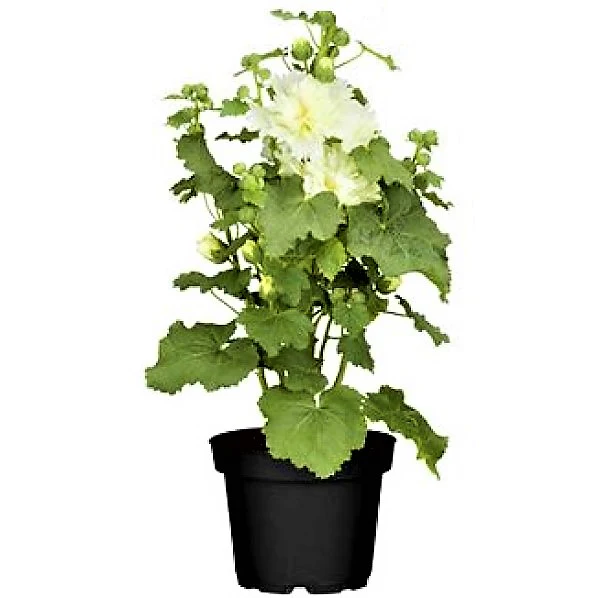 Hollyhocks Flower Plant, Alcea - Image 5