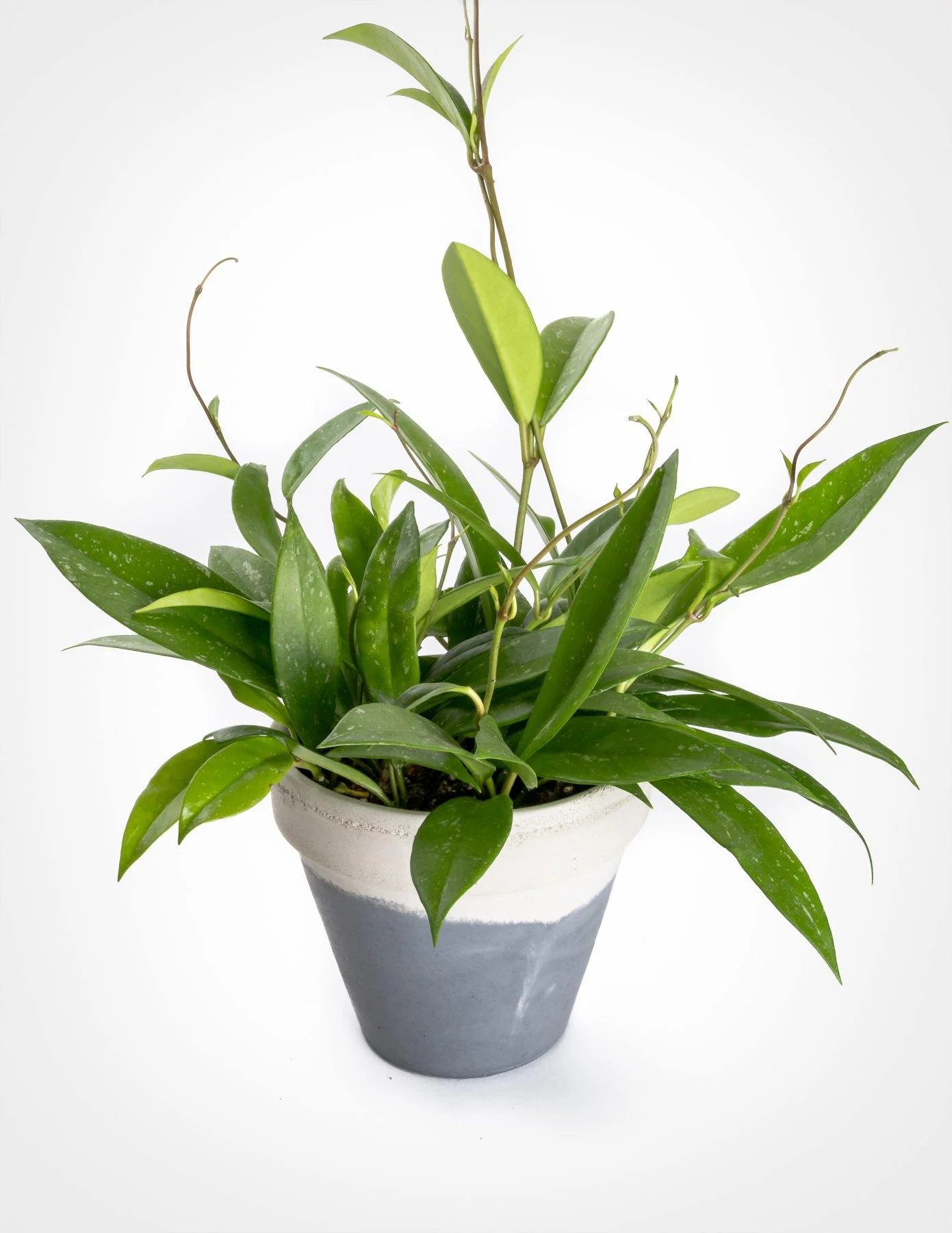 Hoya Publicalyx - Image 2