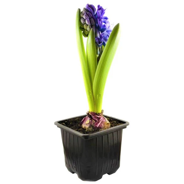 Hyacinth Bulb Fragrance - Image 2