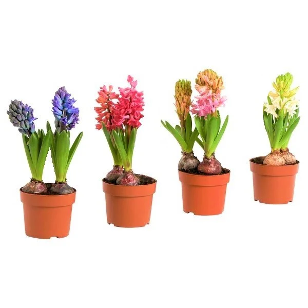 Hyacinth Bulb Fragrance - Image 3