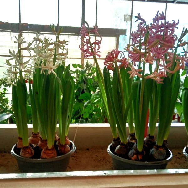 Hyacinth Bulb Fragrance - Image 4