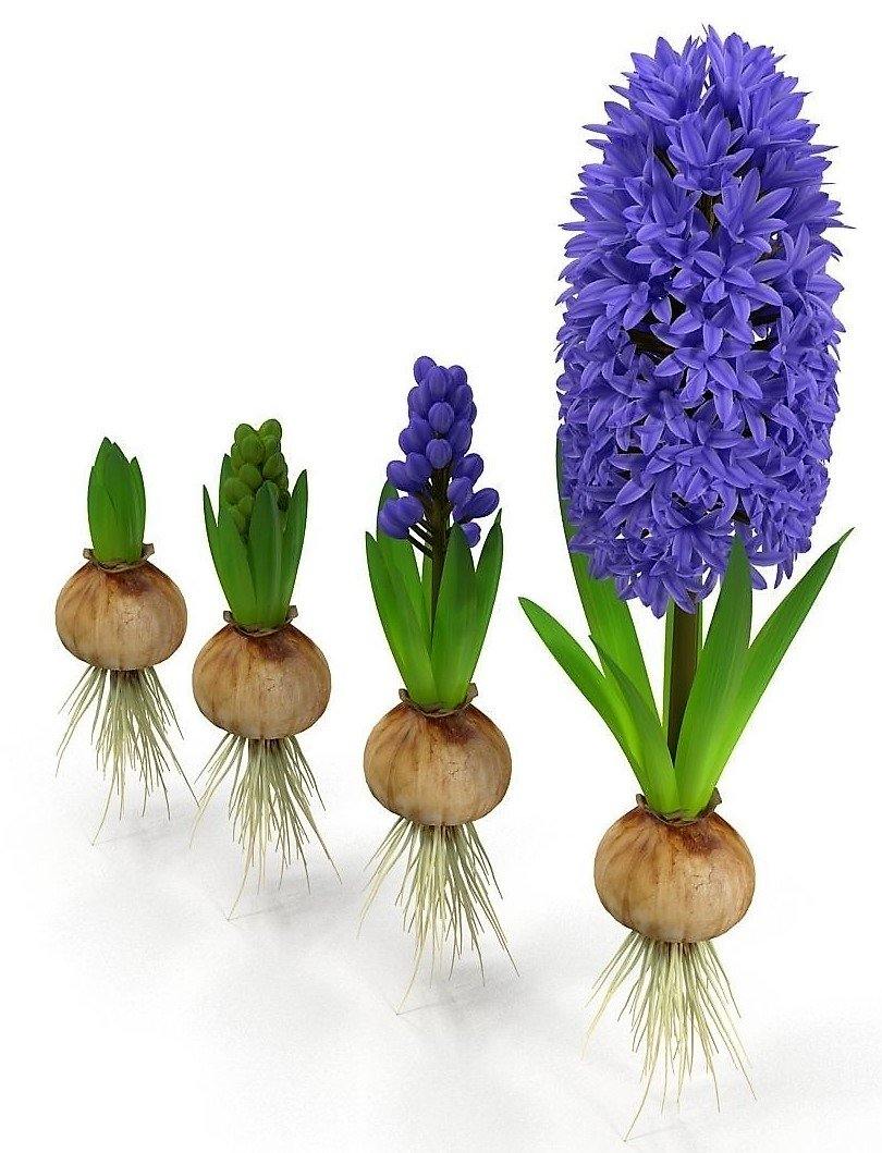 Hyacinth Bulb Fragrance - Image 7