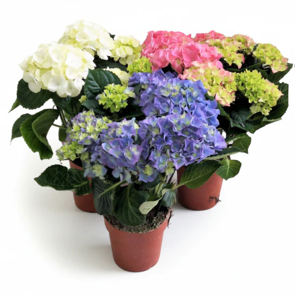 Hydrangea
