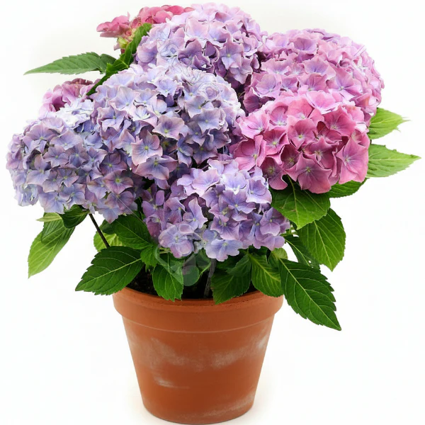 Hydrangea - Image 2