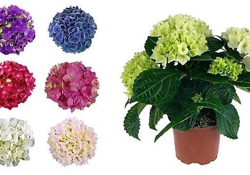 Hydrangea - Image 3