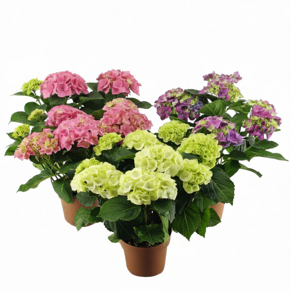 Hydrangea - Image 5