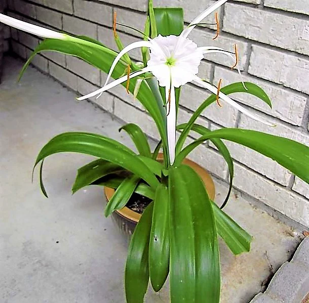 Spider Lily, Hymenocallis Littoralis, Lilly - Image 2