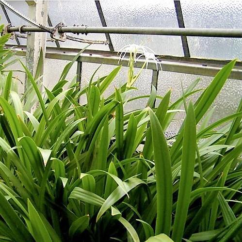 Spider Lily, Hymenocallis Littoralis, Lilly - Image 3