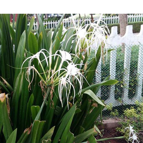 Spider Lily, Hymenocallis Littoralis, Lilly - Image 4