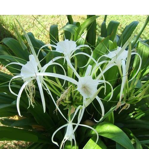 Spider Lily, Hymenocallis Littoralis, Lilly - Image 5