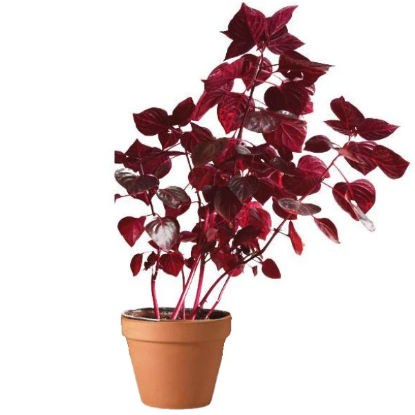 Iresine Iindenii, Bloodleaf Iresine lindenii (small)