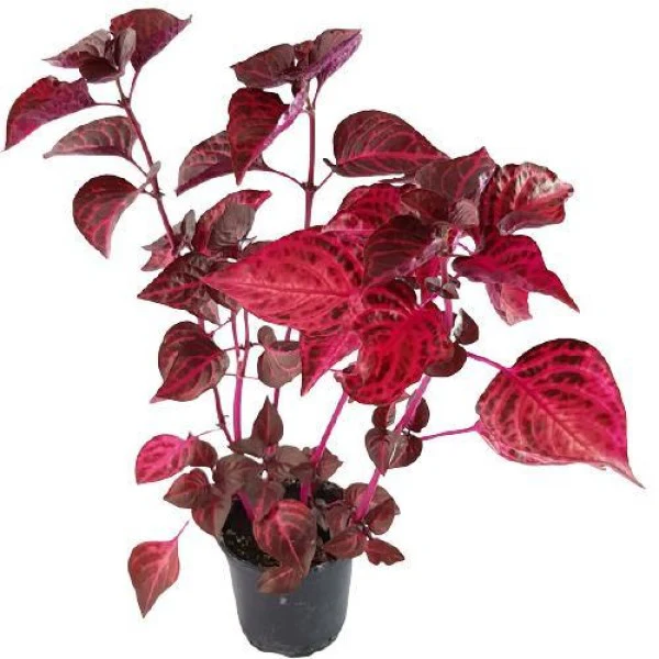 Iresine Iindenii, Bloodleaf Iresine lindenii (small) - Image 2