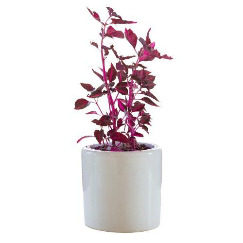 Iresine Iindenii, Bloodleaf Iresine lindenii (small) - Image 3