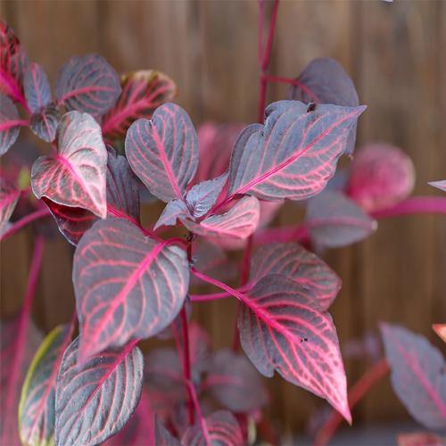 Iresine Iindenii, Bloodleaf Iresine lindenii (small) - Image 4