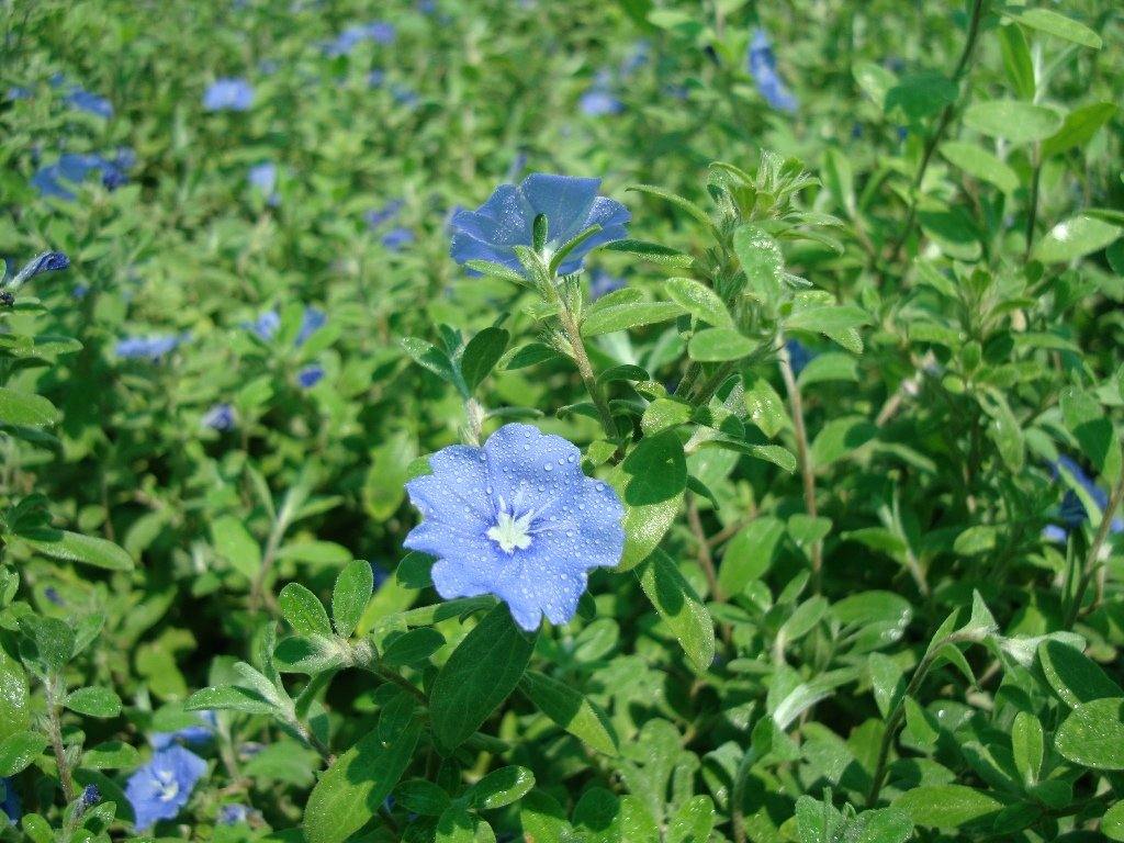 Jacquemontia Pentantha, Sky Blue Cluster Vine - Image 3