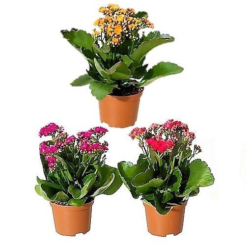 Kalanchoe blossifeldiana, Flaming Katy, Christmas , outdoor - Image 2