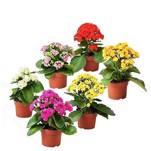 Kalanchoe blossifeldiana, Flaming Katy, Christmas , outdoor - Image 3