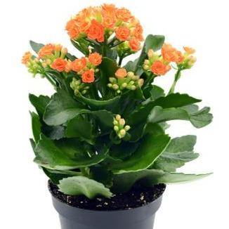Kalanchoe blossifeldiana, Flaming Katy, Christmas , outdoor - Image 4