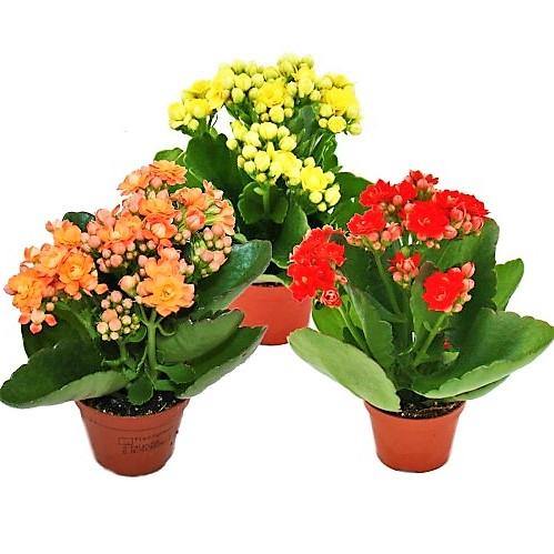Kalanchoe blossifeldiana, Flaming Katy, Christmas , outdoor - Image 5