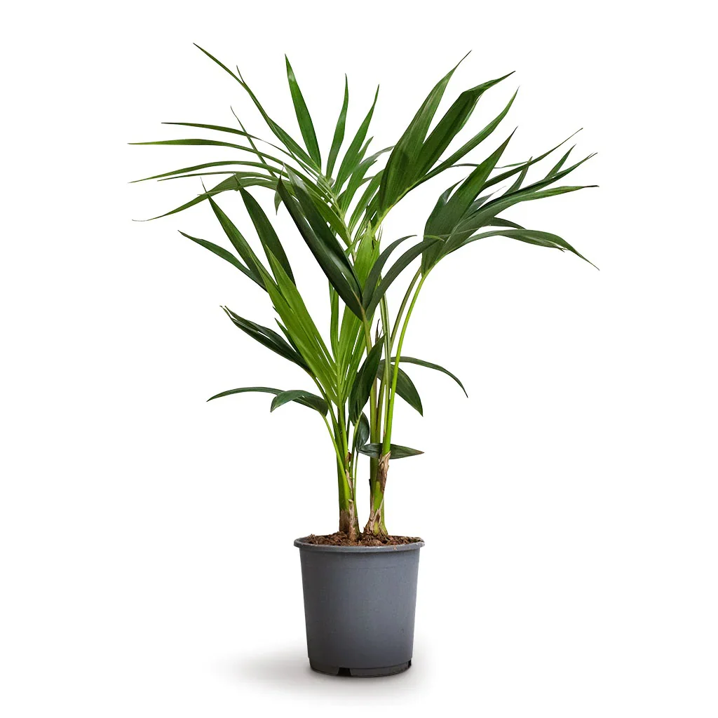 Kentia Palm, Thatch Palm, Howea forsteriana - Image 3