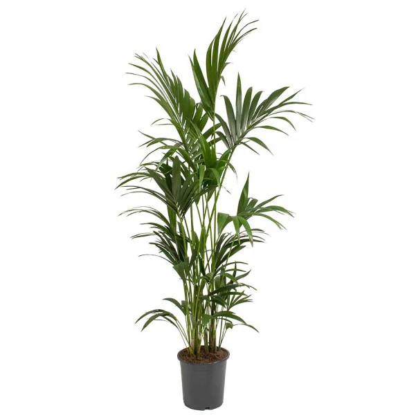 Kentia Palm, Thatch Palm, Howea forsteriana - Image 4