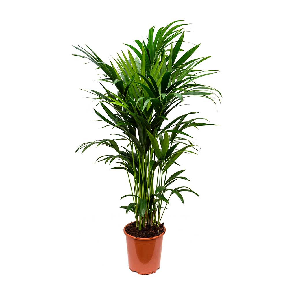 Kentia Palm, Thatch Palm, Howea forsteriana - Image 5