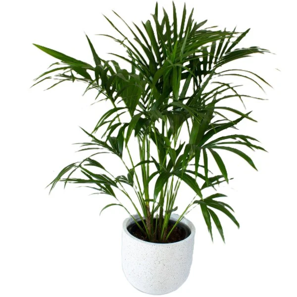 Kentia Palm, Thatch Palm, Howea forsteriana - Image 6