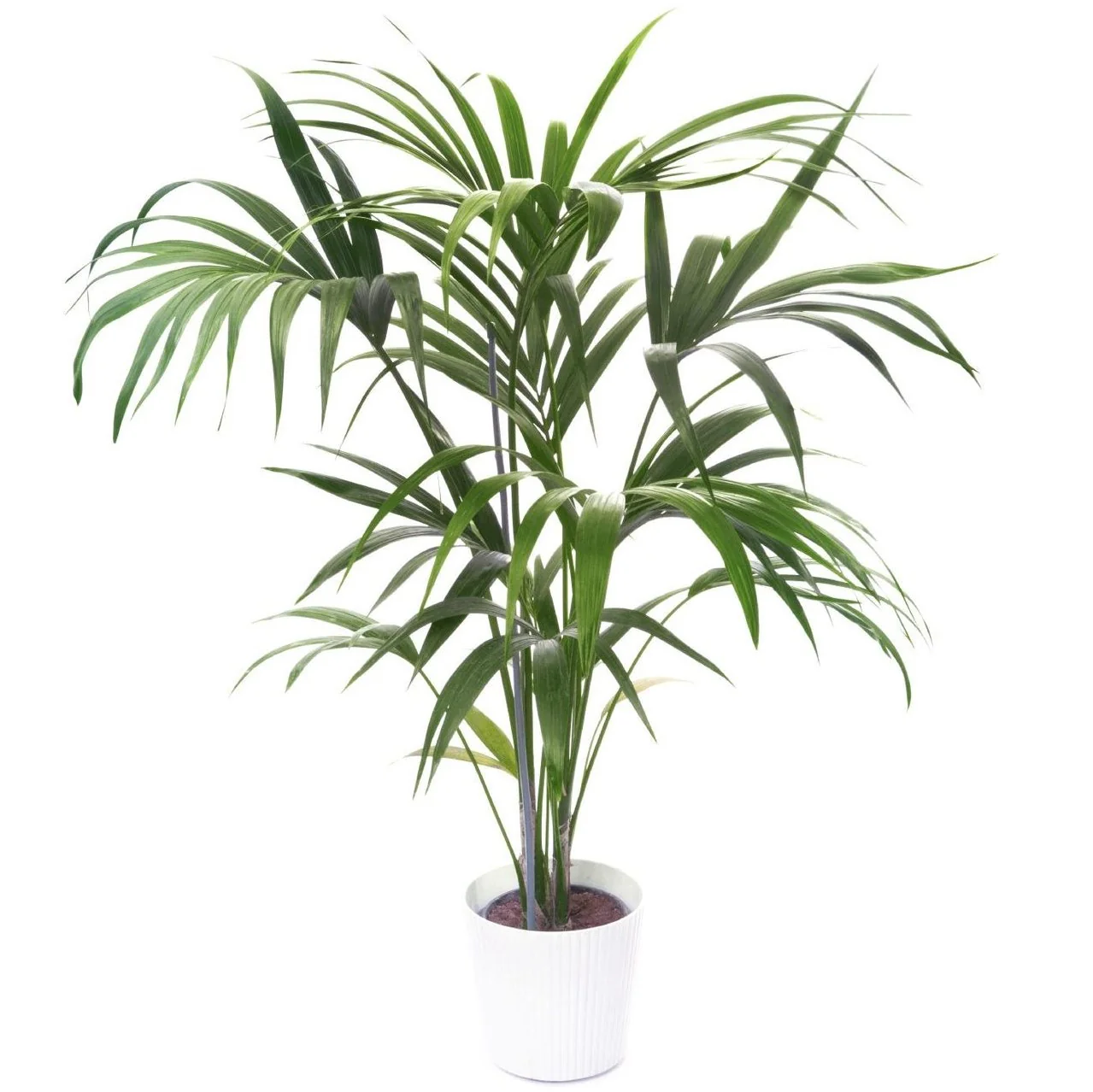 Kentia Palm, Thatch Palm, Howea forsteriana - Image 7