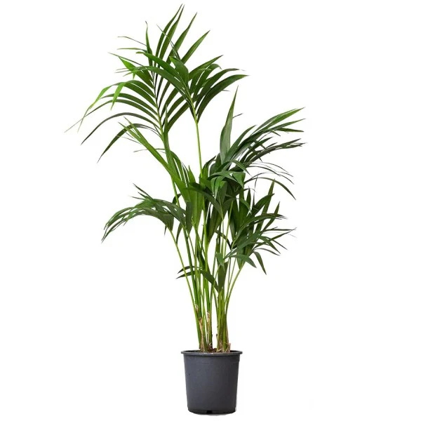 Kentia Palm, Thatch Palm, Howea forsteriana - Image 8