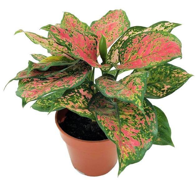Aglaonema sp, Lady Valentine - Image 2