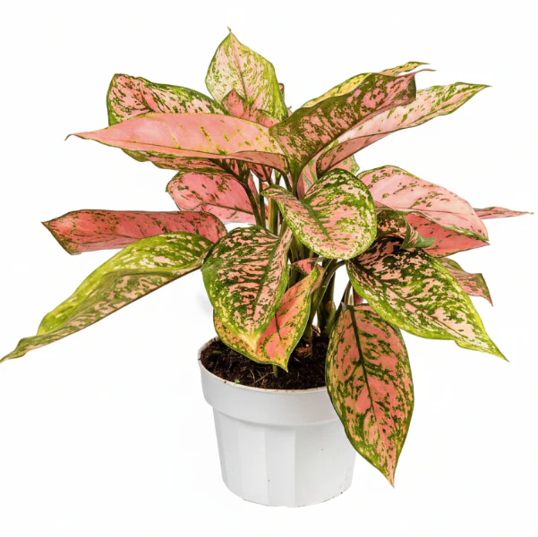 Aglaonema sp, Lady Valentine - Image 3