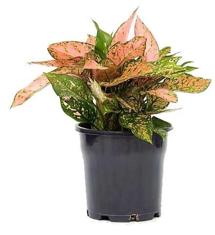 Aglaonema sp, Lady Valentine - Image 4