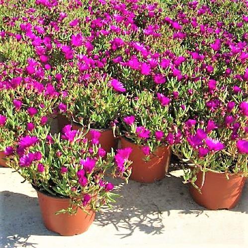 Lampranthus spectabilis, Copiosus (small) - Image 3