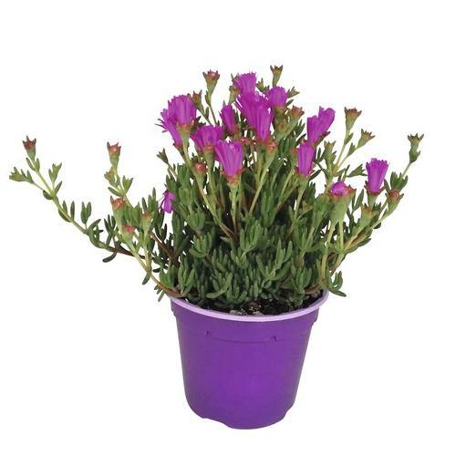 Lampranthus spectabilis, Copiosus (small) - Image 4