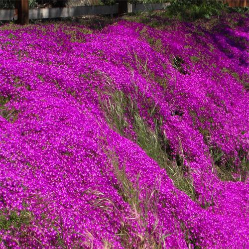 Lampranthus spectabilis, Copiosus (small) - Image 5
