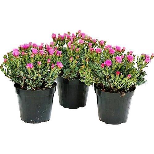 Lampranthus spectabilis, Copiosus (small) - Image 6