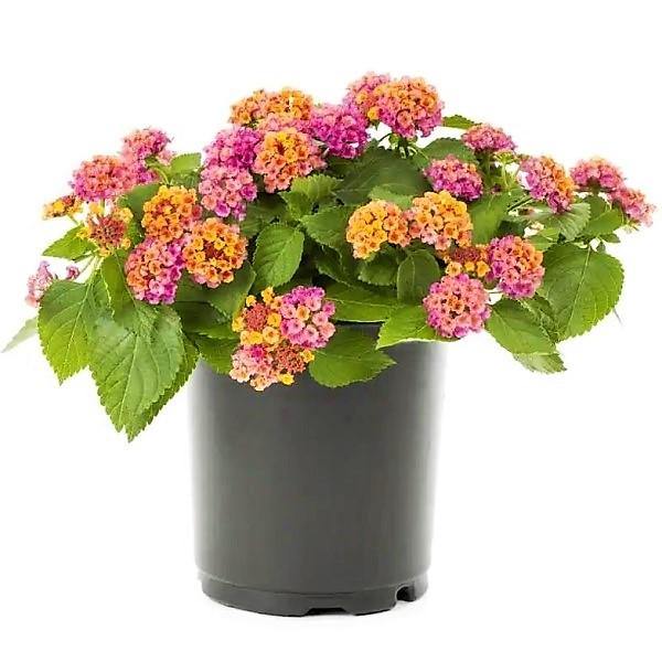 Lantana Camara Pink - Image 2