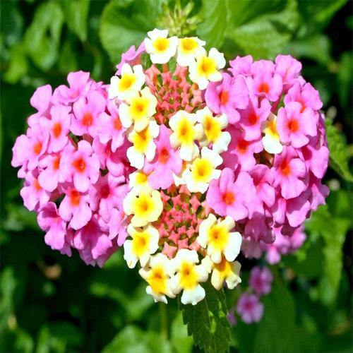 Lantana Camara Pink - Image 3