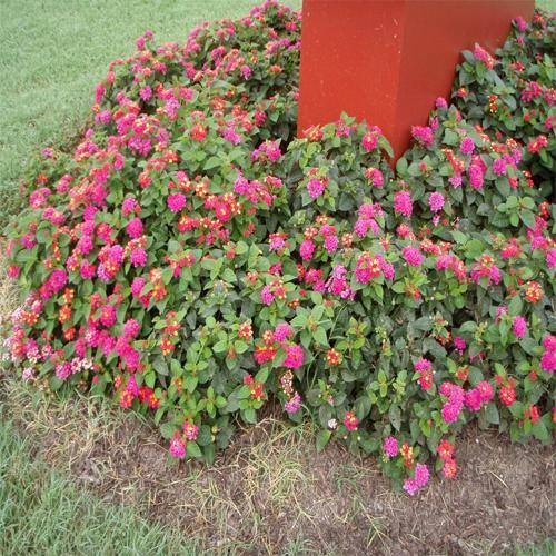 Lantana Camara Pink - Image 4