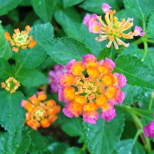 Lantana Camara, Pinkmound, West Indian Lantana - Image 2