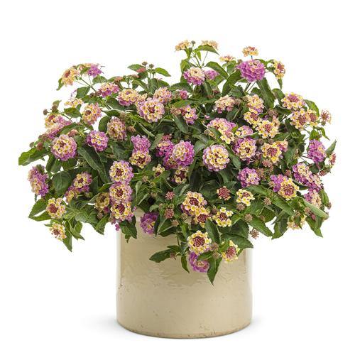 Lantana Camara, Pinkmound, West Indian Lantana - Image 3