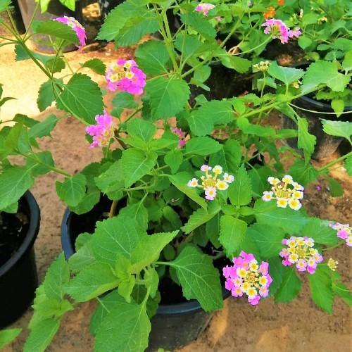Lantana Camara, Pinkmound, West Indian Lantana - Image 4