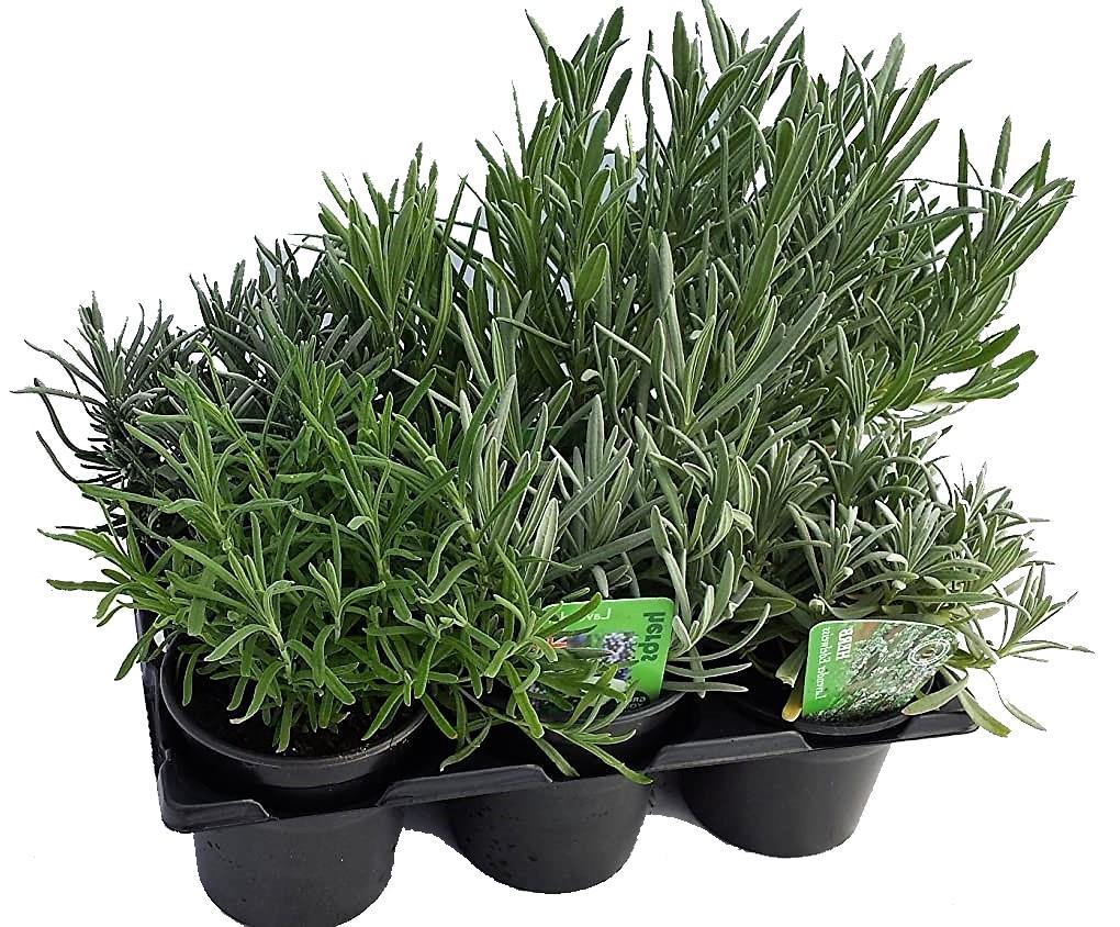 Lavender Herb, Lavandula Dentata - Image 3