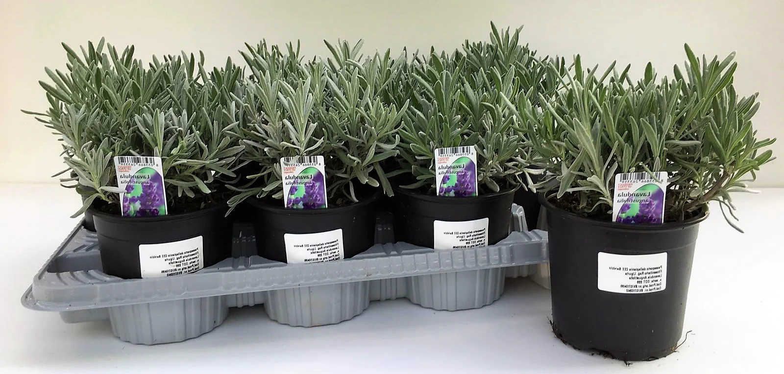 Lavender Herb, Lavandula Dentata - Image 4