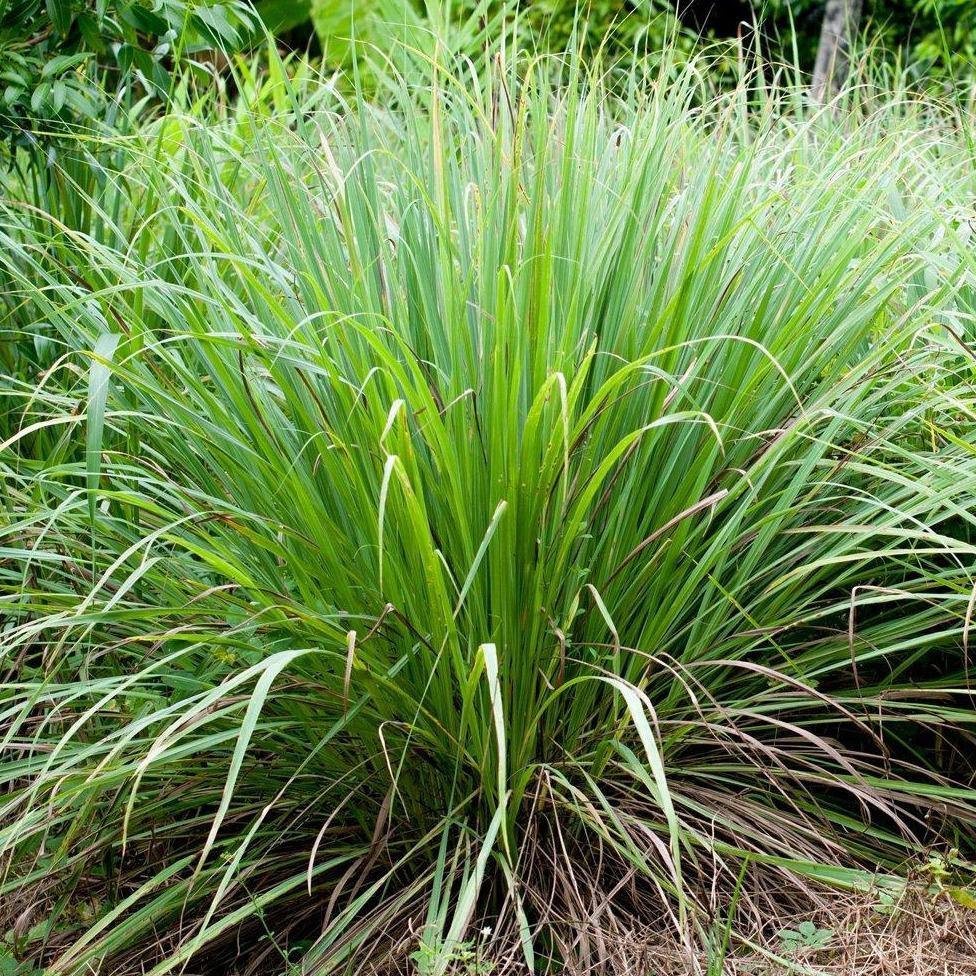 Lemon Grass, Cymbopogon Citratus - Image 3