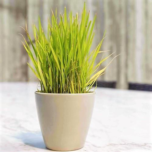 Lemon Grass, Cymbopogon Citratus - Image 4