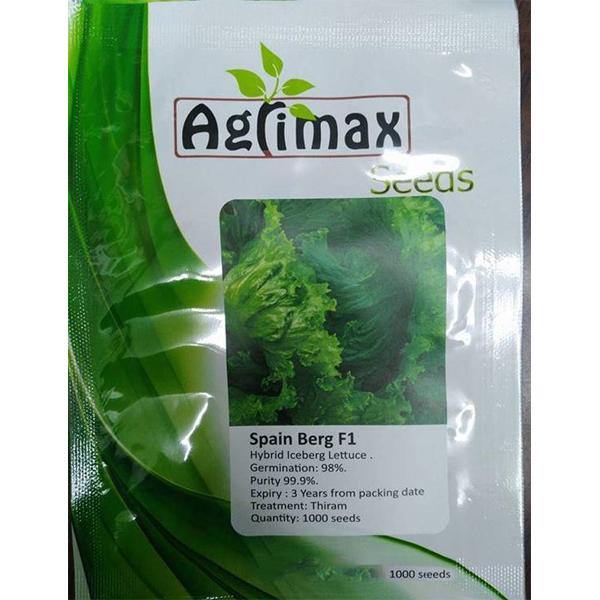 Lettuce Iceberg F1 Premium Seeds - Image 2